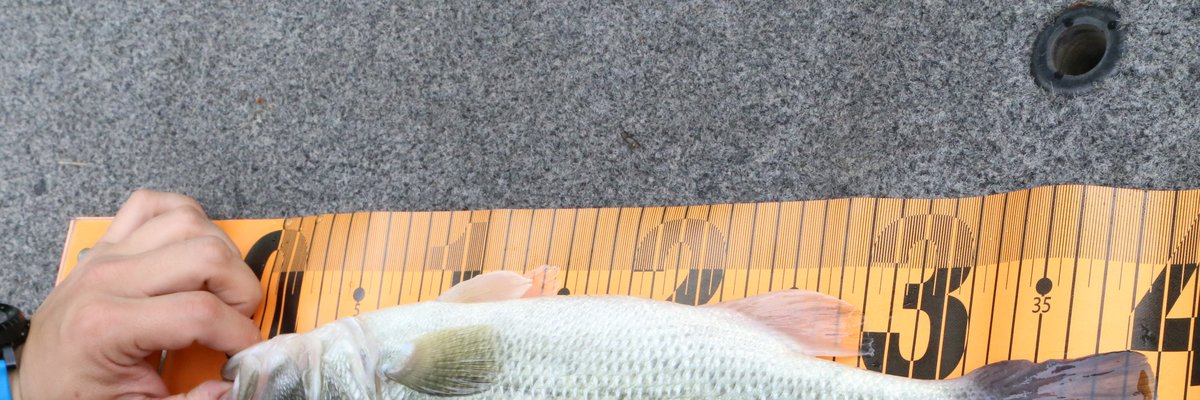 Vänern Pike Jig